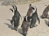 best_of_africa-019