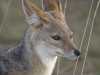 best_of_africa-033