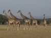 best_of_africa-034