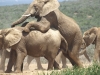 best_of_africa-043