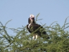 best_of_africa-095