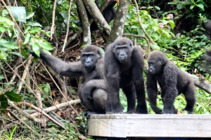 Gabon u. Kongo/DRC