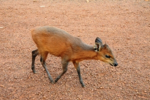 Guinea u. Cote d\'Ivoire