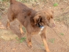 Polly, die Hundedame
